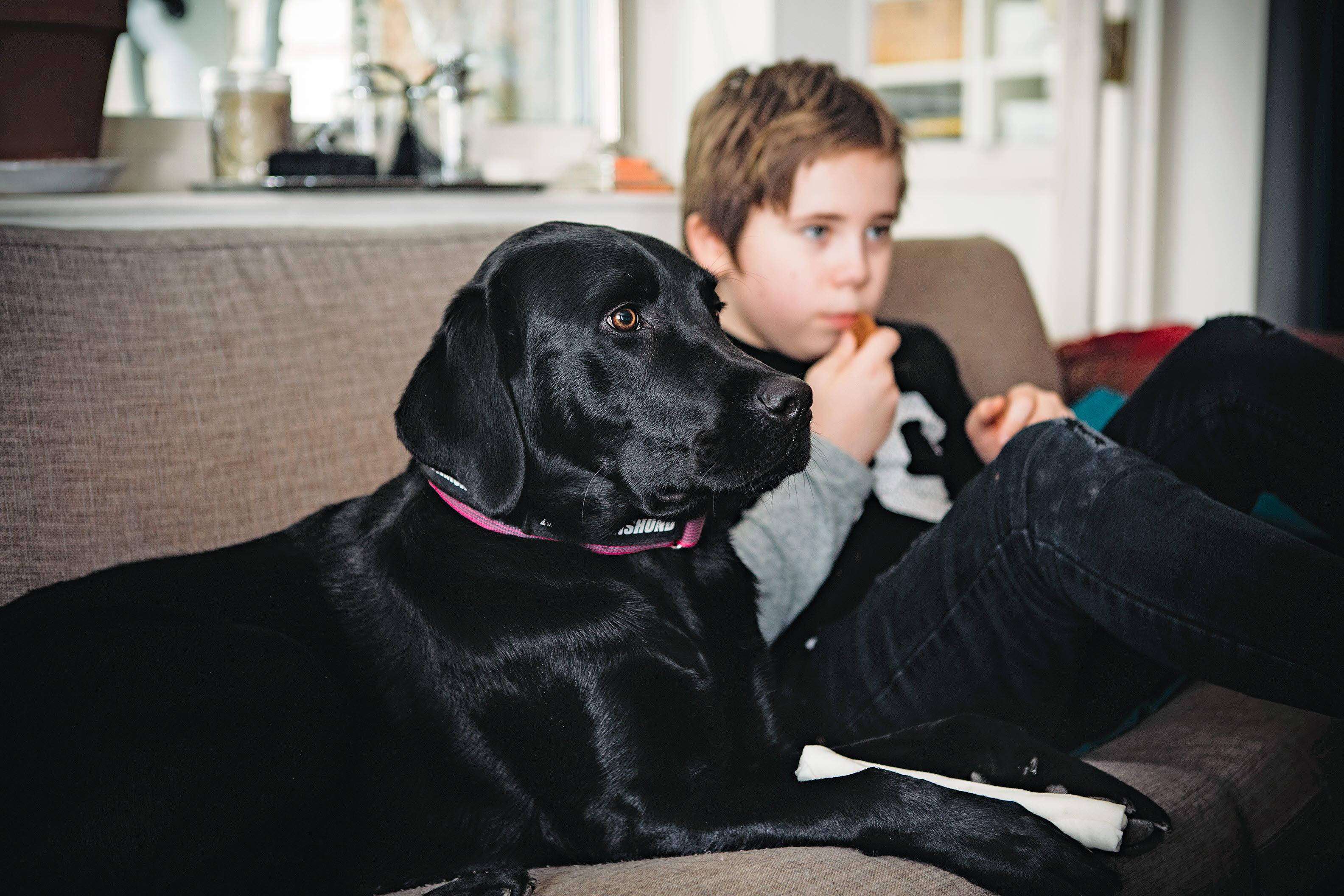 Assistanshunden och pojke med autism